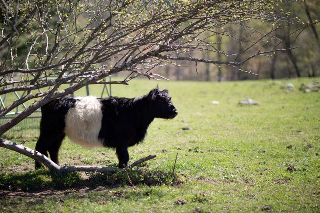 cow in the pasture